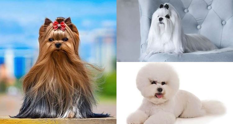 Dog Breeds That Don't Shed