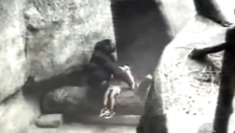 Gorilla Rescues Boy