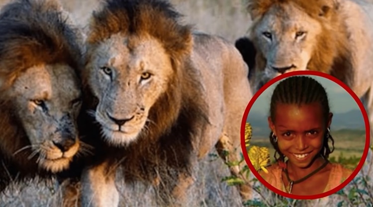 Lions Saves Girl - Pets / Animals Saved Human