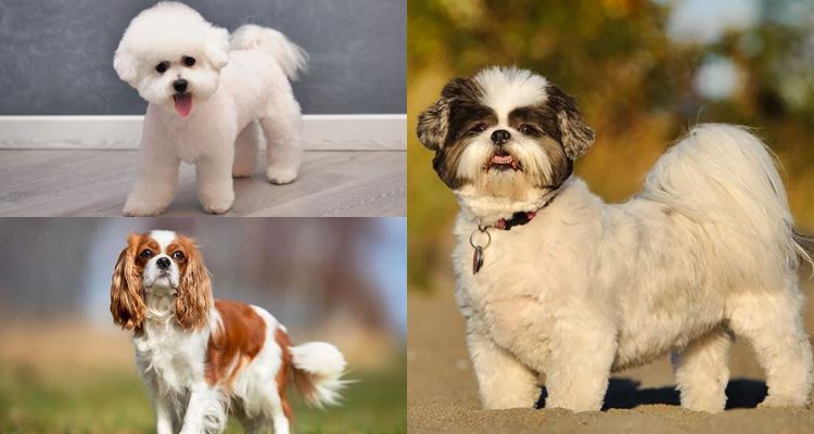 Cutest Dog Breeds