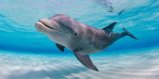 Dolphin Facts 2